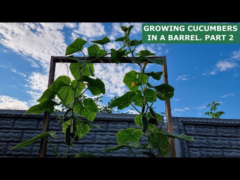 GROWING CUCUMBERS IN A BARREL. PART 2