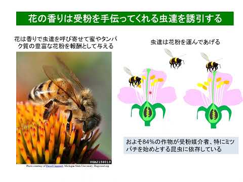 【山口大学OC2025／農学部／生物機能科学科】2 植物生化学分野