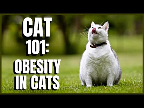Cat 101: Obesity in Cats