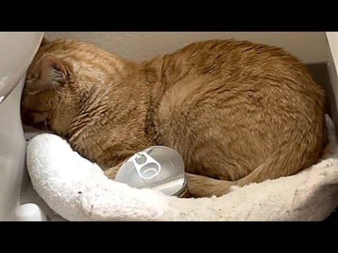 This Cat Was Returned to the Shelter 3 Times…Now He Sleeps by My Pillow Every Night