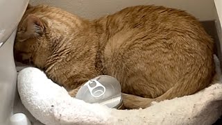 This Cat Was Returned to the Shelter 3 Times…Now He Sleeps by My Pillow Every Night