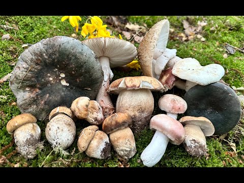 Čarobna šuma - tepih mahovina. Vrganji, biserke, russule, panterovka... 12. maj 2024.