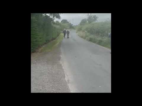 Quality 3year old filly for sale - Image 2