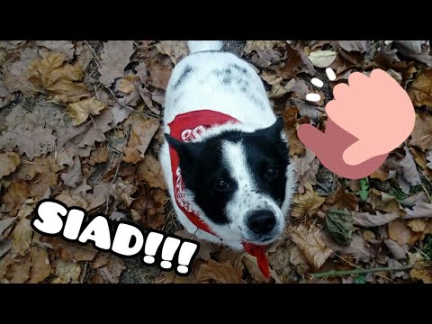 Jak nauczyć psa komendy siad | Trening z Łatkiem