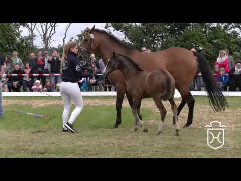 NF295 Hengstfohlen von Casall - Carthago - Quidam de Revel