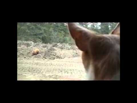 Chihuahua Defends Against Grizzly Bear.