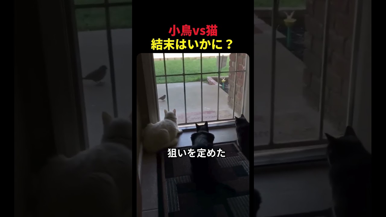小鳥vs猫の邪魔をした犯人🤫暴露します🔥