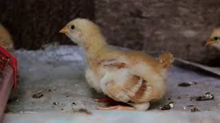 15มิย66ไก่ตอนเบตงสูตรโบราณอกลักษณ์ความอร่อ 15มิย66ไก่ตอนเบตงสูตรโบราณอกลักษณ์ความอร่อ
