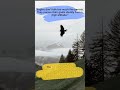 Eagles Mentality 1 Eagles Don T Talk Much Inspirationalquotes Insirationhighway Eagles