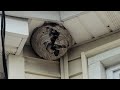 Bald-Faced Hornets Nest Under the Soffit in Ocean Grove, NJ