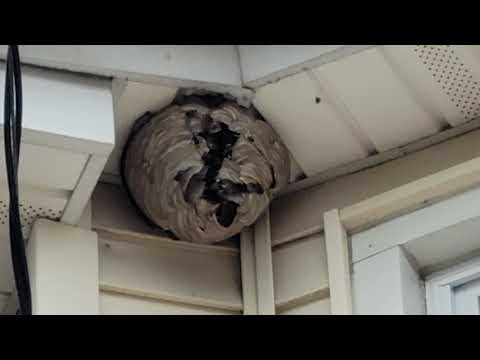 Bald-Faced Hornets Nest Under the Soffit in Ocean Grove, NJ
