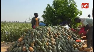 Production d’ananas : à Komsilga, la production se développe avec de belles récoltes