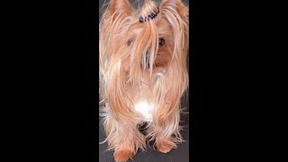犬