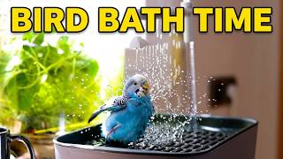 Watch Your Budgies Love This Shower Experience! NATURE LOVERS WILL LOVE THIS!