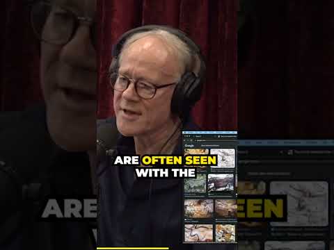 The oldest painting in the world.