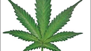 Lords of Acid Marijuana in your Brain  cover