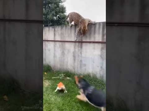 Pastor Alemão Salvou o Gatinho do leopardo #dog #Sora2 #cats