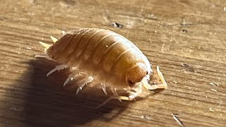 Isopod benches 235lbs