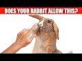 If your bunny tolerates this, you've won their heart!