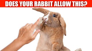 If your bunny tolerates this, you've won their heart!