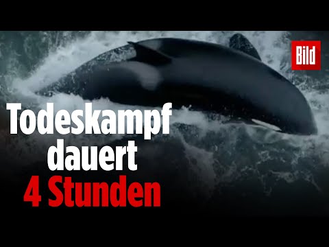 Fünf Orcas töten Grauwal-Baby