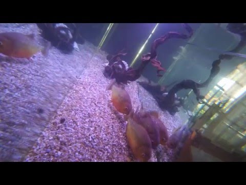 Swimming with Aggressive Red Belly Piranha