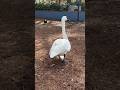 Curious, Frisky & Large Footed Swan Walking Away! 🦢🖤✨ #TrumpeterSwan #Swan #Birds #Shorts #Orlando