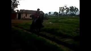 preview picture of video 'caballo trochador para la venta de nemocon'