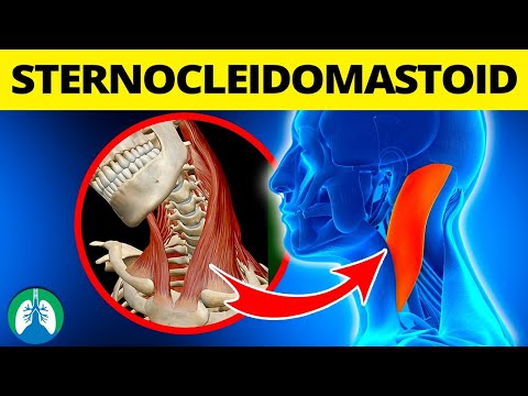 Sternocleidomastoid and Breathing *EXPLAINED*