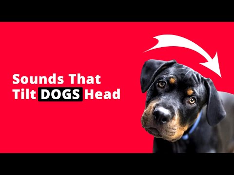 Sounds That TILT Dogs Head | Sounds Dogs Love To Hear 🐶❤️