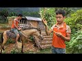 Orphaned boy: Picking vegetables to sell at the market for a living - taking care of horses.(ep.105)