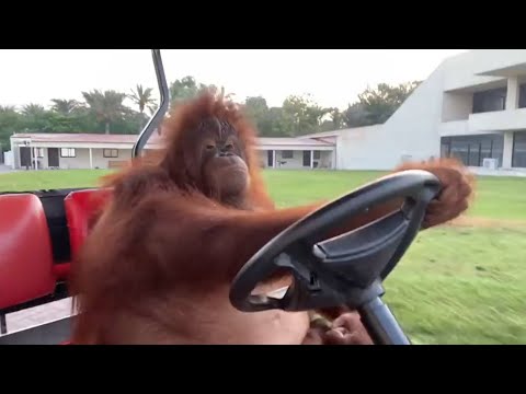 Super Monkey Ball 2 - Monkey Golf 2 (Dolphin)