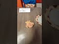 Plate Broke