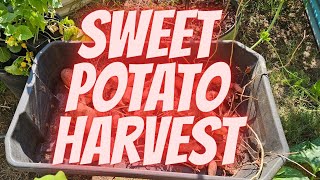 Fall 2025 Sweet Potato Harvest 🍠 | Biggest One Yet?! || DHBG