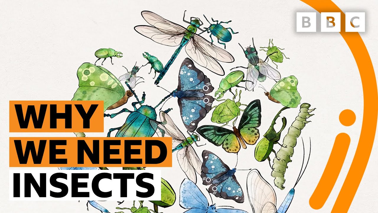 Why insects are so crucial to life on Earth - BBC