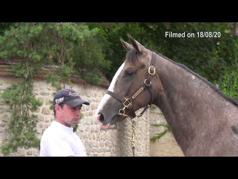 2020 Deauville Select Sale - Lot 272 f.THE GREY GATSBY x TUCUPITA