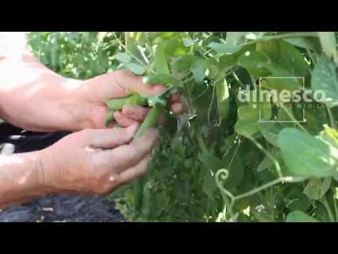 Erbsenernte - pea harvest