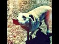 Olde Pine - Why Not Piss Outside? 