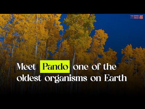 Meet Pando, one of the oldest organisms on Earth