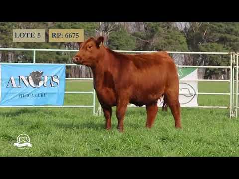 HUACA CURU   VAQUILLONAS PP   LOTE 5