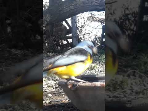 Birdday 114 Naranjero Torcaza 1608 25