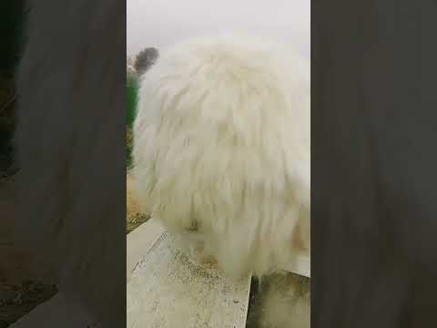 logo pr nazar #cat #youtubeshorts #catlover #persioncat #beautifulcatsvideos