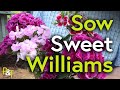 Sow Superb Sweet Williams - Pots & Trowels