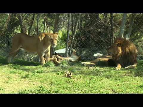 Top News - Edhe luanët me covid/ Barcelonë, katër kafshë pozitive
