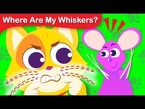 Where Are My Whiskers? Can you Help Tom the Cat Find His Whiskers | Fun Animal Song by Little Angel