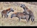 NGC The Mating Game Wildlife Documentary