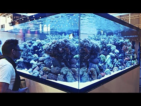 Aquascaping Ideas from Interzoo2016