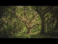 Hawaiian Forest Coqui Frogs - 10 Hour Audio
