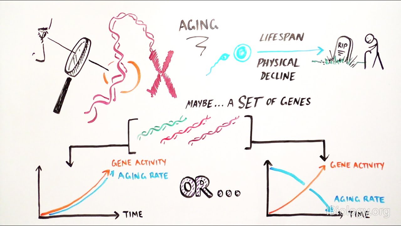 Genetics Of Aging - iBiology & Youreka Science