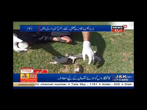 Cat delivery ,Humanity and worship